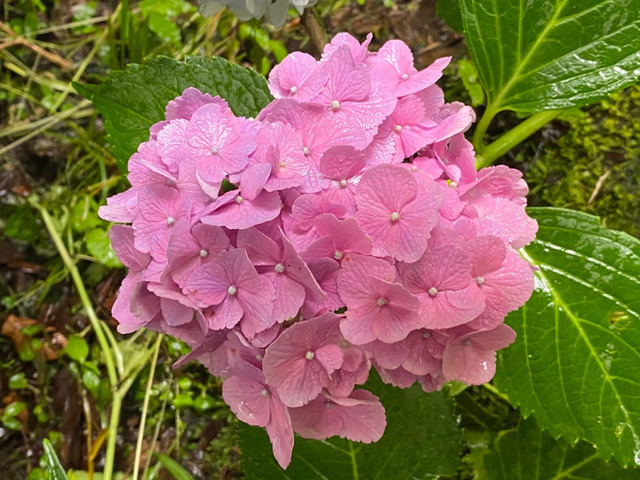 久保正英2.jpg